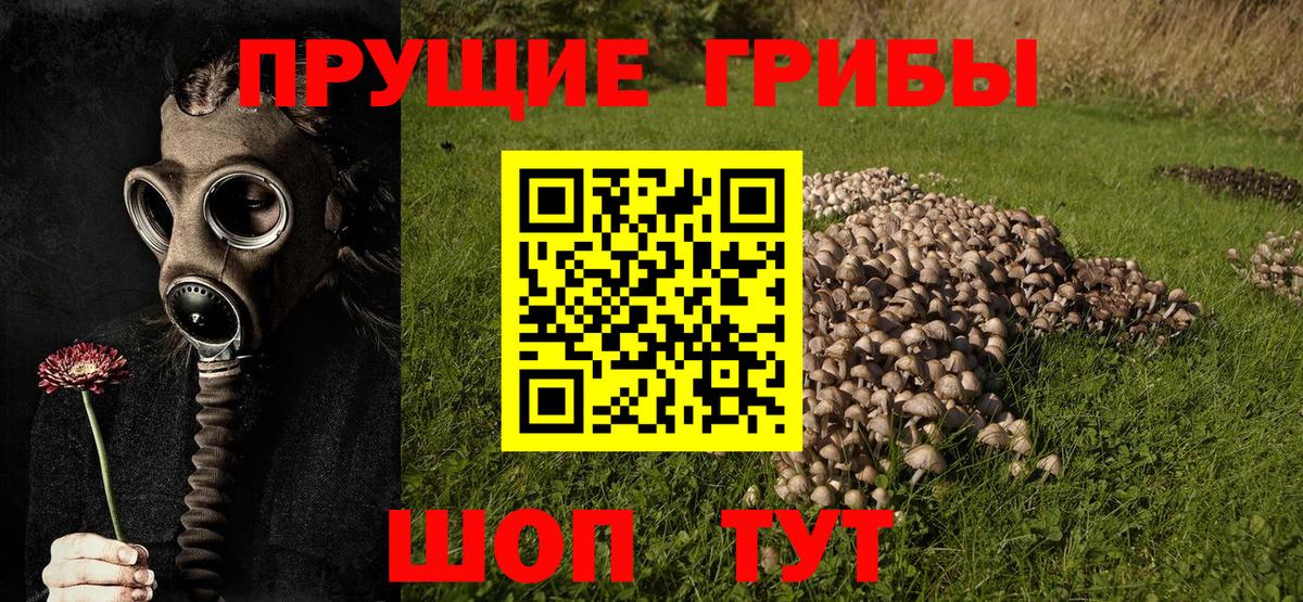 Унеча  Псилоцибиновые грибы Psilocybe  Вход с VPN  Галлюциногенные грибы GOLDEN TEACHER 